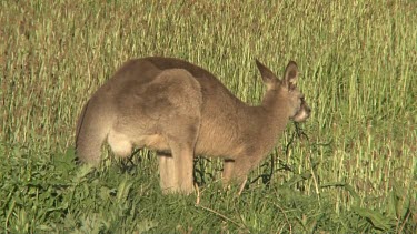 Eastern Grey Kangaroo grazing late afternoon