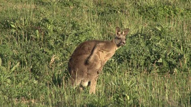 Eastern Grey Kangaroo scratches  & on the alert