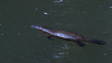 Platypus on surface 13, dives