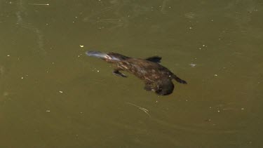 Platypus on surface 14, dives
