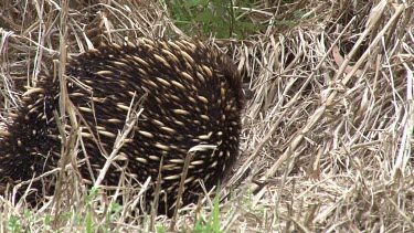Short-beaked Echidna searching for prey