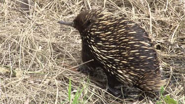 Short-beaked Echidna searching for prey 2