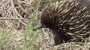 Short-beaked Echidna searching for prey c.up