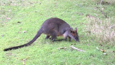 Swamp Wallaby grazing