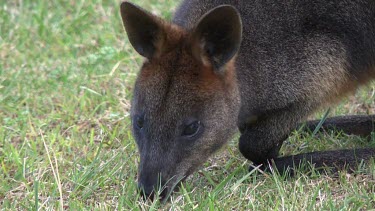Swamp Wallaby grazing close up z.back