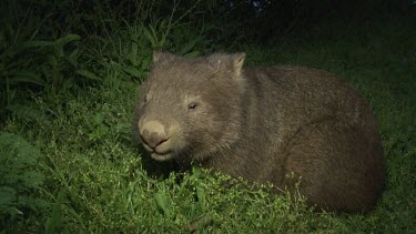 Wombat grazing at night