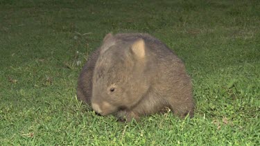 Wombat grazing at night front shot wide