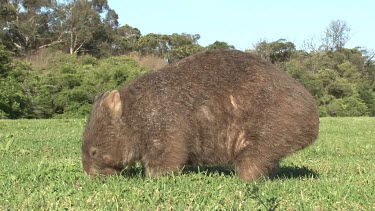 Wombat grazing late afternoon, hand shot ground level 2