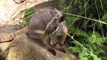 Yellow-foot Rock-Wallaby on a rock