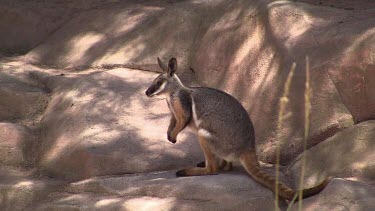 Yellow-foot Rock-Wallaby on rocks alert
