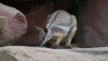 Yellow-foot Rock-Wallaby preening