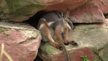 Yellow-foot Rock-Wallaby resting under a ledge