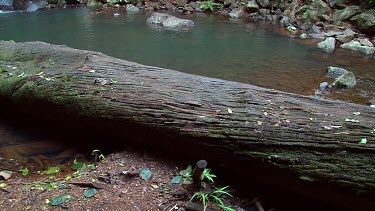 Curtis Falls from lookout pan 2