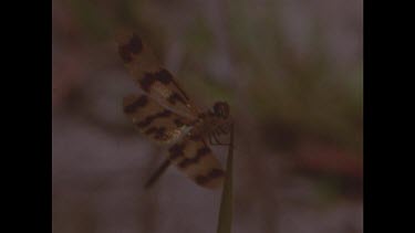 Dragonfly on tip of blade of grass, flies off.