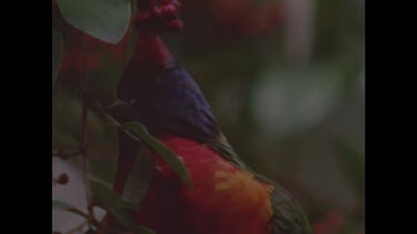 Rainbow lorikeet feeding on red flower