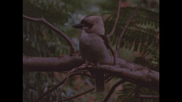 Kookaburra perched on tree flies off