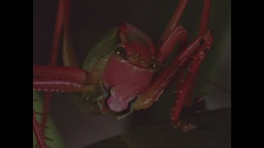 Red green grasshopper feeding. See mouthparts move, zoom out and pan down to striped caterpillar.