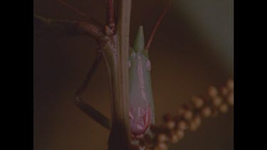Grasshopper peeks past plant
