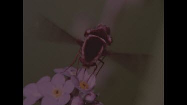 Bee on purple flower. Bee's wings buzzing as bee hovers.