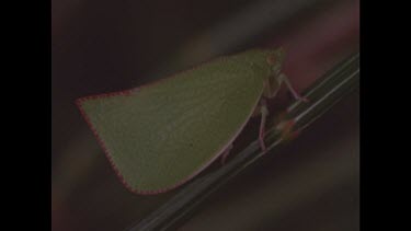 Insect mimic green leaf walks up stalk