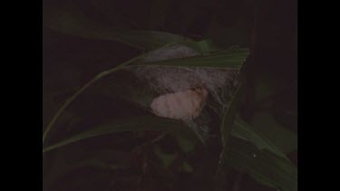 Wingless moth in cocoon of silk