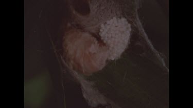 Wingless female moth laying eggs.