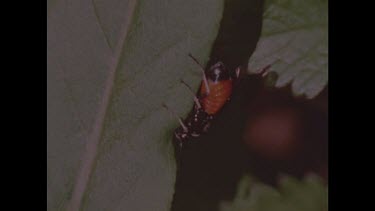Female sawfly prepares to lay her eggs