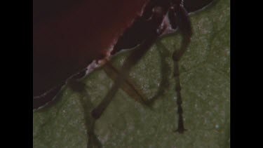 Sawfly laying eggs. Sawfly places eggs within the leaf tissue to protect from predators and to keep eggs moist. Sawfly moves away after laying eggs.