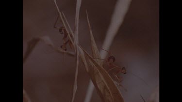 Two praying mantis nymphs