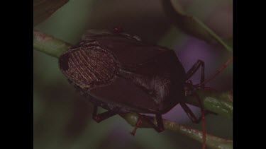 Shield bug nymph, note wing pads.