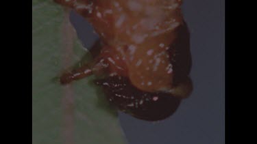 Zoom out. Caterpillar feeding on leaf.