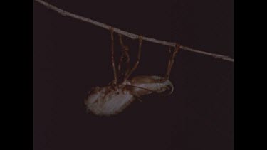A female tree cricket nymph's final molt