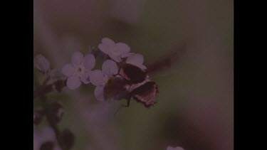 Bee feeding on purple flower.