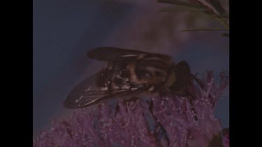 Saunder's case moth followed by fly on purple flower