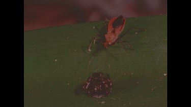 assassin bug cautiously approaches spider on a leaf. Spider defends itself by waving forelegs and then retreating into a tight ball. Assassin bug moves away.