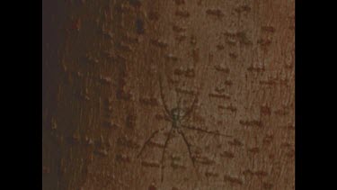 spider camouflaged against bark of tree.