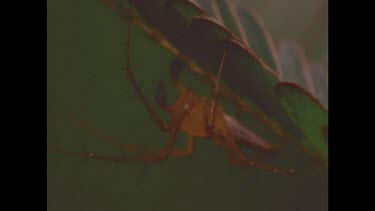 Jumping spider walking along underside of leaf, waving palps.