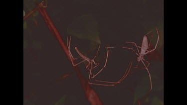Two spiders, hanging off web, fighting.
