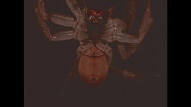 Underside of spider showing spider anatomy abdomen, thorax, legs, spinnerets. Zoom in on ovipositor