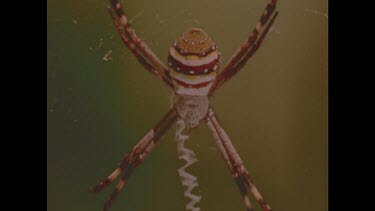 Colourful striped spider on orb web