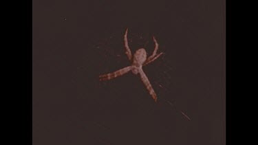Orb spider on web