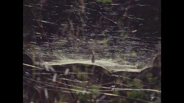 Large sheet-like web. Prey wrapped in silk. Blowing in gentle breeze.