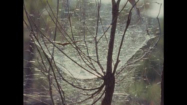 Very large spider's web strung between branches of a tree.