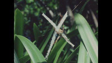 Large orb spider in centre of web camouflaged by cross pattern on web.