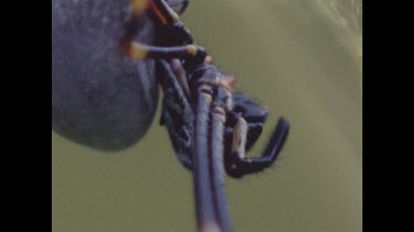 Detail of spider's head with mouth-parts.
