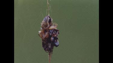 Along remnant's of a spider's meal, dangling in web. Rotting insect exoskeleton's.