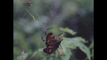 Spider catches and kills butterfly.