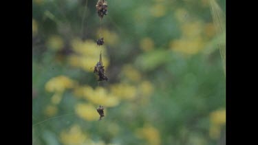 Along remnant's of a spider's meal, dangling in web. Rotting insect exoskeleton's. Spider is on web, feeding.