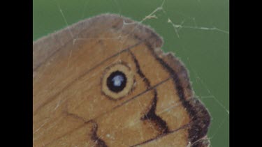 CU Zoom out to MS. Detached butterfly wing stuck in web.