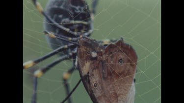 Spider feeding on butterfly